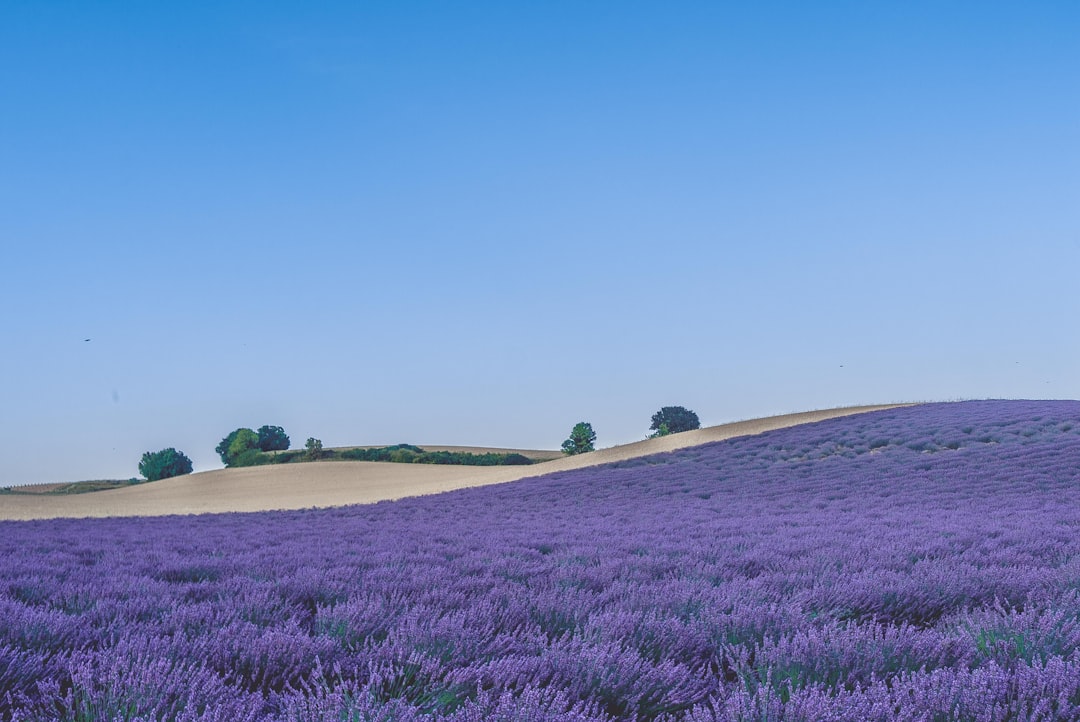 How to Discover Provençal Lavender Fields in Full Bloom